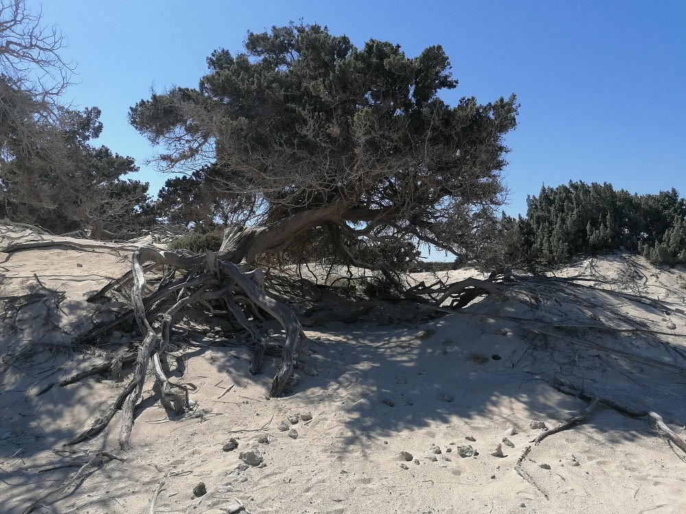 Εικόνα Νήσου Χρυσής