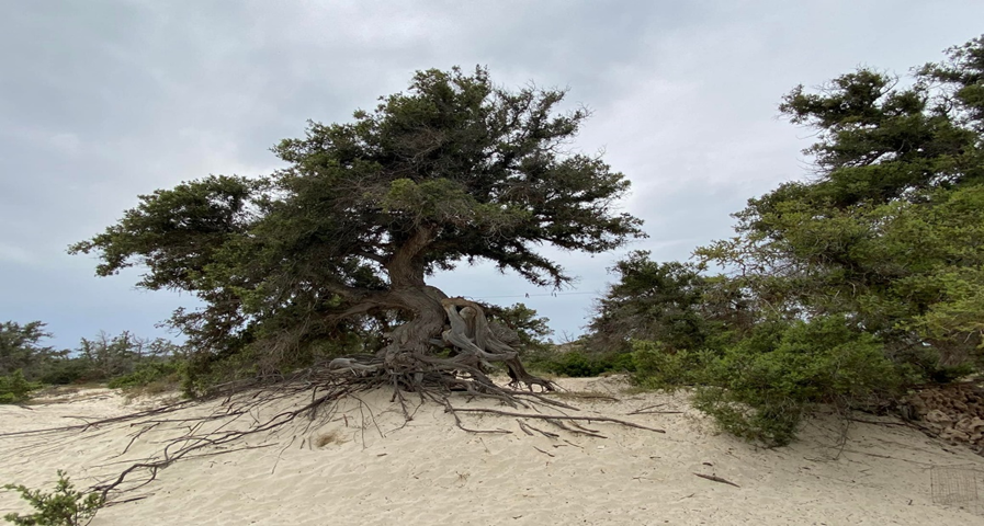 Φωτογραφία Νήσου Χρυσής