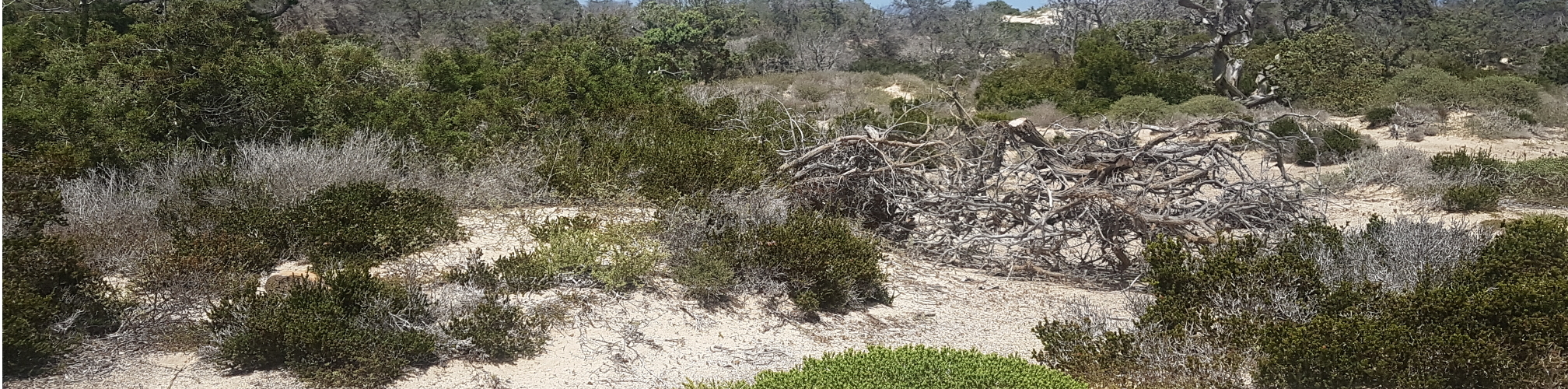 Νήσος Χρυσή