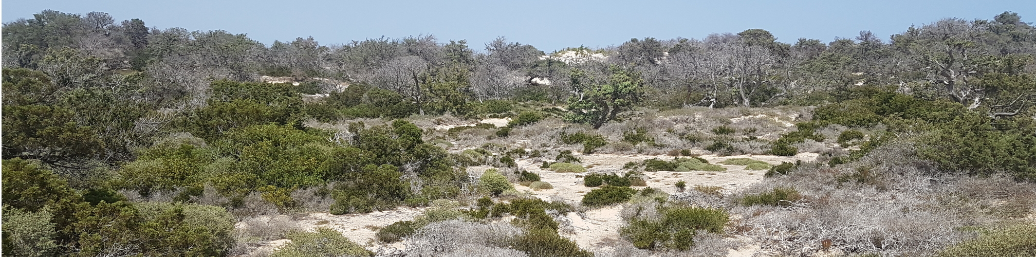 Νήσος Χρυσή