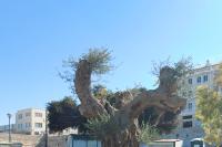 Η μνημειακή ελιά που μεταφυτεύτηκε τον Ιούνιο του 2023 σε υπαίθριο χώρο πρασίνου, ανατολικά των νεωρίων του ενετικού λιμένα Ηρακλείου.