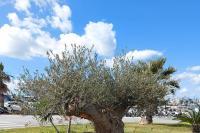 Η μνημειακή ελιά που μεταφυτεύτηκε τον Ιούνιο του 2023 σε υπαίθριο χώρο πρασίνου, μπροστά από το κτίριο του αεροδρομίου «Νίκος Καζαντζάκης».