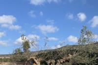 Στις 15 Νοεμβρίου 2021 ξεκίνησαν οι εργασίες μεταφύτευσης των επιλεγέντων ελαιόδεντρων σε προσωρινό χώρο εγκατάστασης εντός των εργοταξίων του νέου αεροδρομίου.