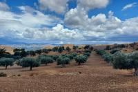 Historic olive grove with centuries-old olive trees at the monastery farm of Apezanes in the western Asterousia mountain range.