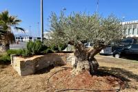47. 4 μήνες μετά τη μεταφύτευση, πραγματοποιήθηκαν εργασίες συντήρησης πρασίνου και αρδευτικού δικτύου.