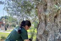 52. The crew carefully cleans the trunk of the olive tree by removing the young shoots.