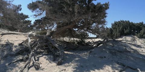 Εικόνα Νήσου Χρυσής